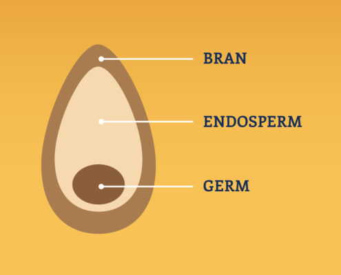 anatomy of a whole grain kernal showing the bran, endosperm and germ